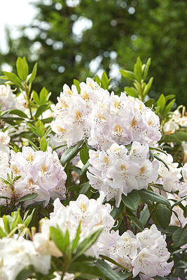 Buy stock photo Rhododendron is a genus of 1,024 species of woody plants in the heath family, either evergreen or deciduous, and found mainly in Asia, although it is also widespread throughout the Southern Highlands of the Appalachian Mountains of North America.