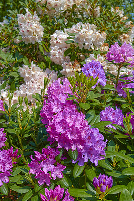 Buy stock photo Rhododendron is a genus of 1,024 species of woody plants in the heath family, either evergreen or deciduous, and found mainly in Asia, although it is also widespread throughout the Southern Highlands of the Appalachian Mountains of North America.