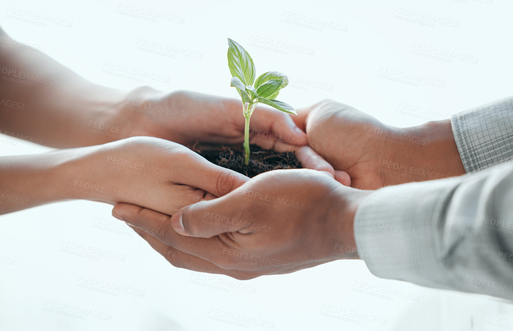 Buy stock photo People, hands and support with plant in studio, sustainability and gardening conservation for earth day. Agriculture, teamwork and leaf in soil fertilizer for development, growth and white background