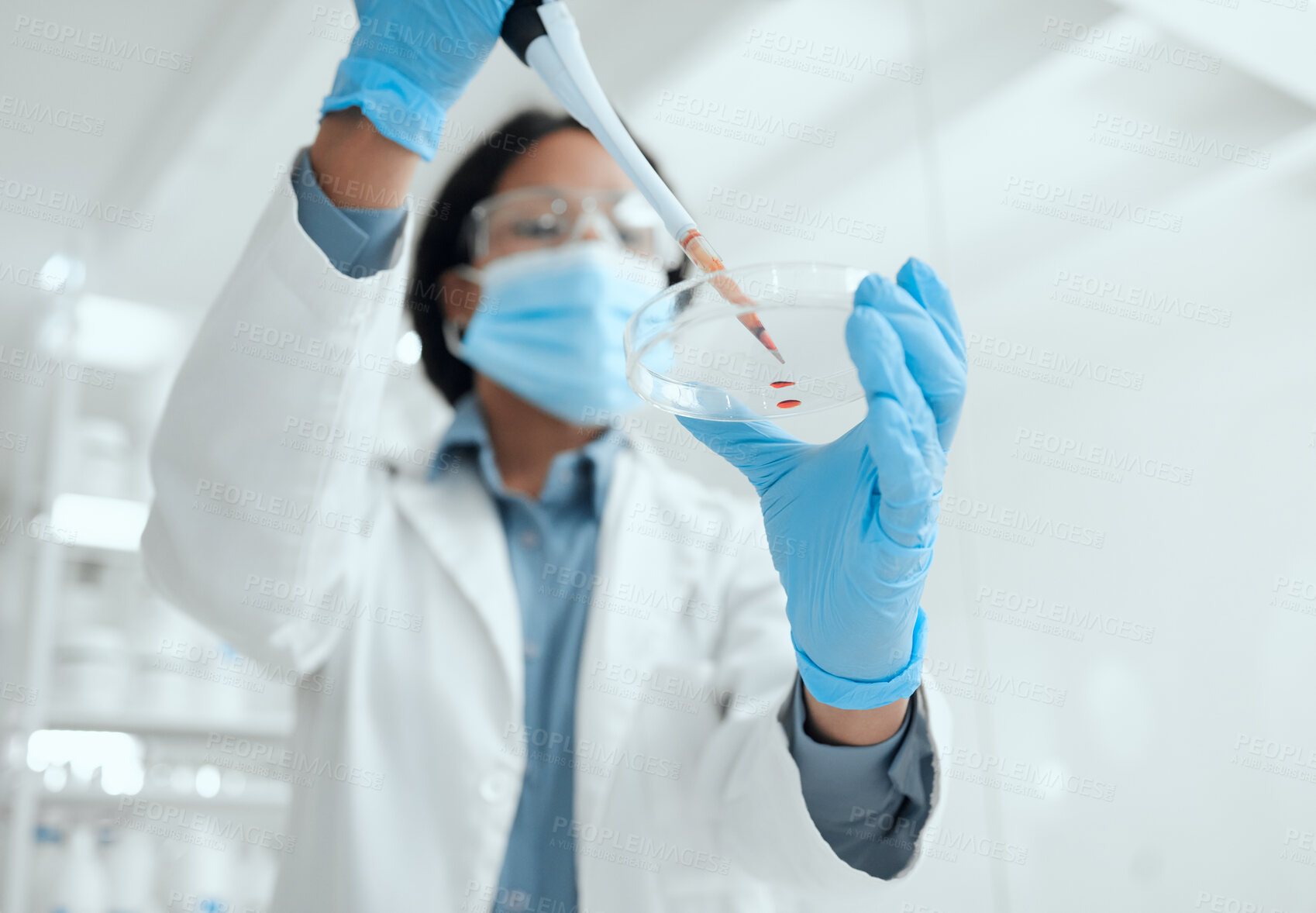 Buy stock photo Scientist, pipette and petri dish with blood in laboratory for medical research, experiment or DNA testing. Science, dropper and hands of pathologist with RNA engineering discovery for healthcare.