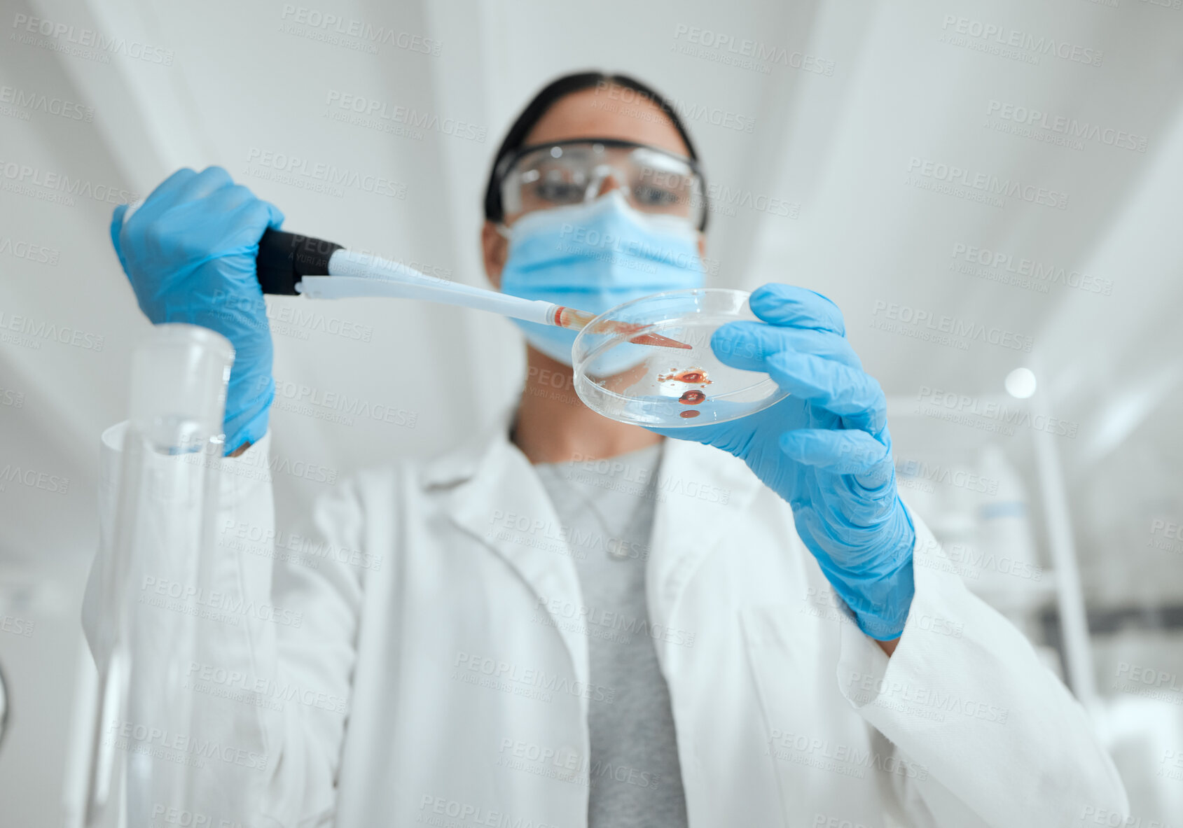 Buy stock photo Scientist, pipette and hands with petri dish in laboratory for medical research, experiment or DNA testing. Science, dropper and pathologist with blood engineering for RNA discovery for healthcare.