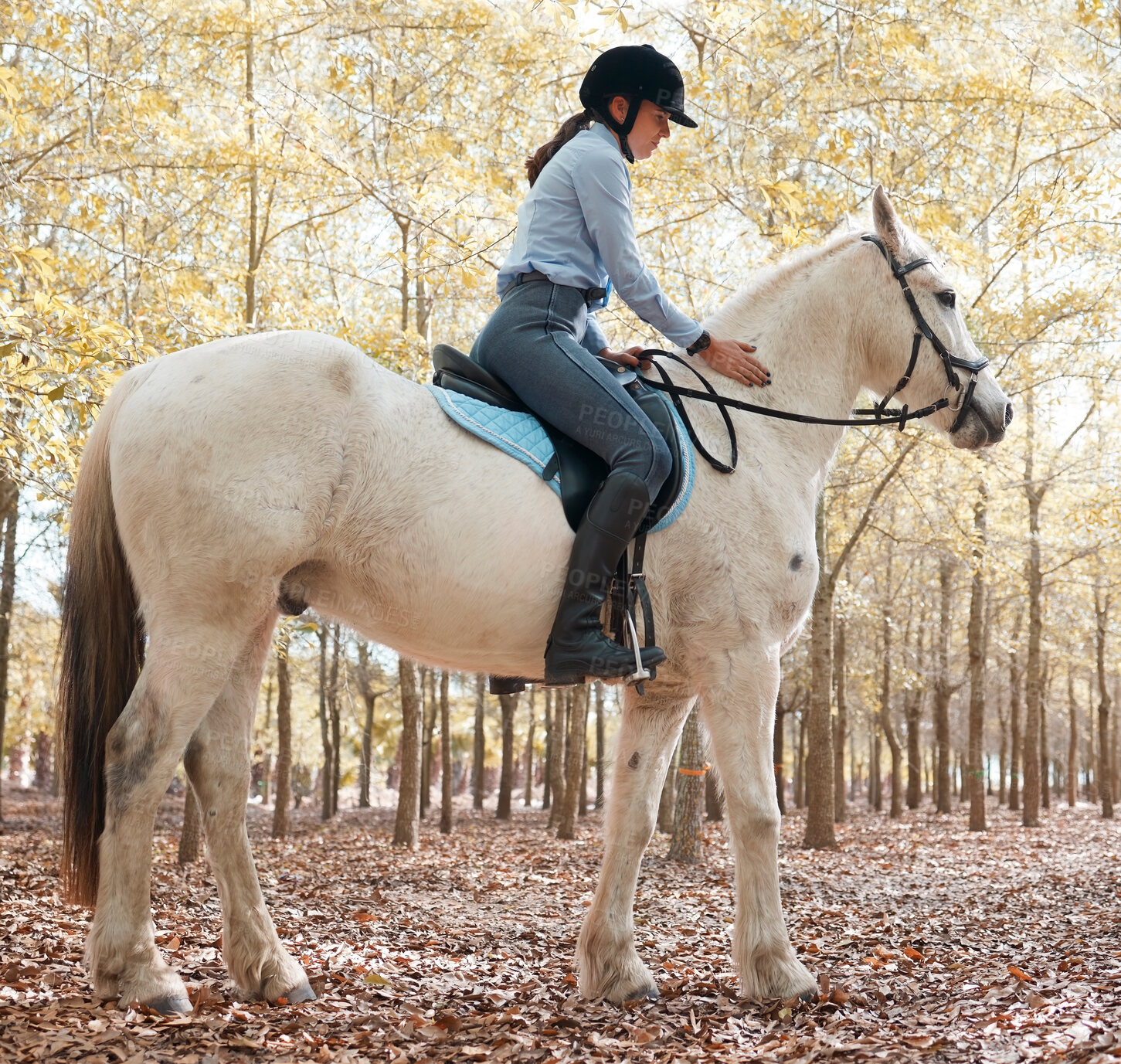 Buy stock photo Young, woman and horse riding in nature for exercise, sports and adventure or freedom in forest. Equestrianism, female jockey and animal for health, training and wellness in countryside or woods