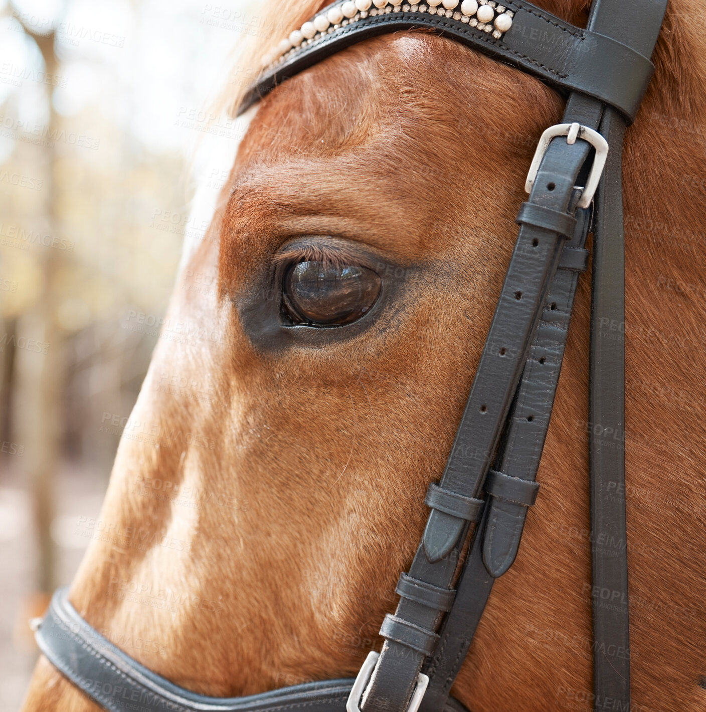 Buy stock photo Horse, forest and eye of animal in nature for travel, adventure and sunshine in countryside. Harness, stallion and pet with trees, mountain and sunshine in Canada for riding on trail in woods
