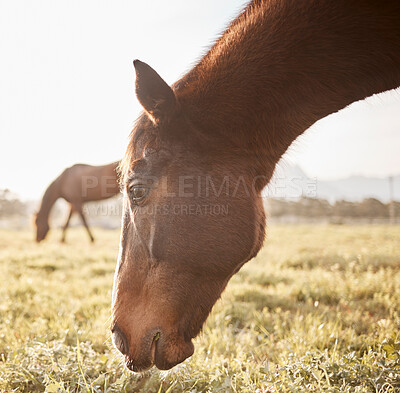 Buy stock photo Grass, horse or eating outdoor on farm, countryside or nature in with animal in agriculture, ranch or environment. Rural meadow, natural and pet stallion on field for wellness, grazing or farming