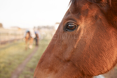 Buy stock photo Face, profile or horse outdoor on farm, countryside or nature in with animal in agriculture, ranch or environment. Rural meadow, sustainable and pet stallion on field for wellness, stable or farming