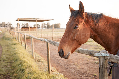 Buy stock photo Face, fence or horse outdoor on farm, countryside or nature in with animal in agriculture, ranch or environment. Rural meadow, sustainable and pet stallion on field for wellness, peace or farming