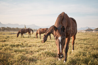 Horses make a landscape look beautiful