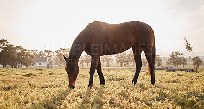 Buy stock photo Ranch, horse or eating grass on farm, countryside or nature in with animal in agriculture, land or environment. Rural meadow, lawn or hungry pet stallion on field for wellness, grazing or farming