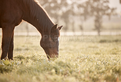 Buy stock photo Nature, horse or eating grass on farm, countryside or ranch in with animal in agriculture, land or environment. Rural meadow, lawn or pet stallion on field for wellness, grazing or sustainability 