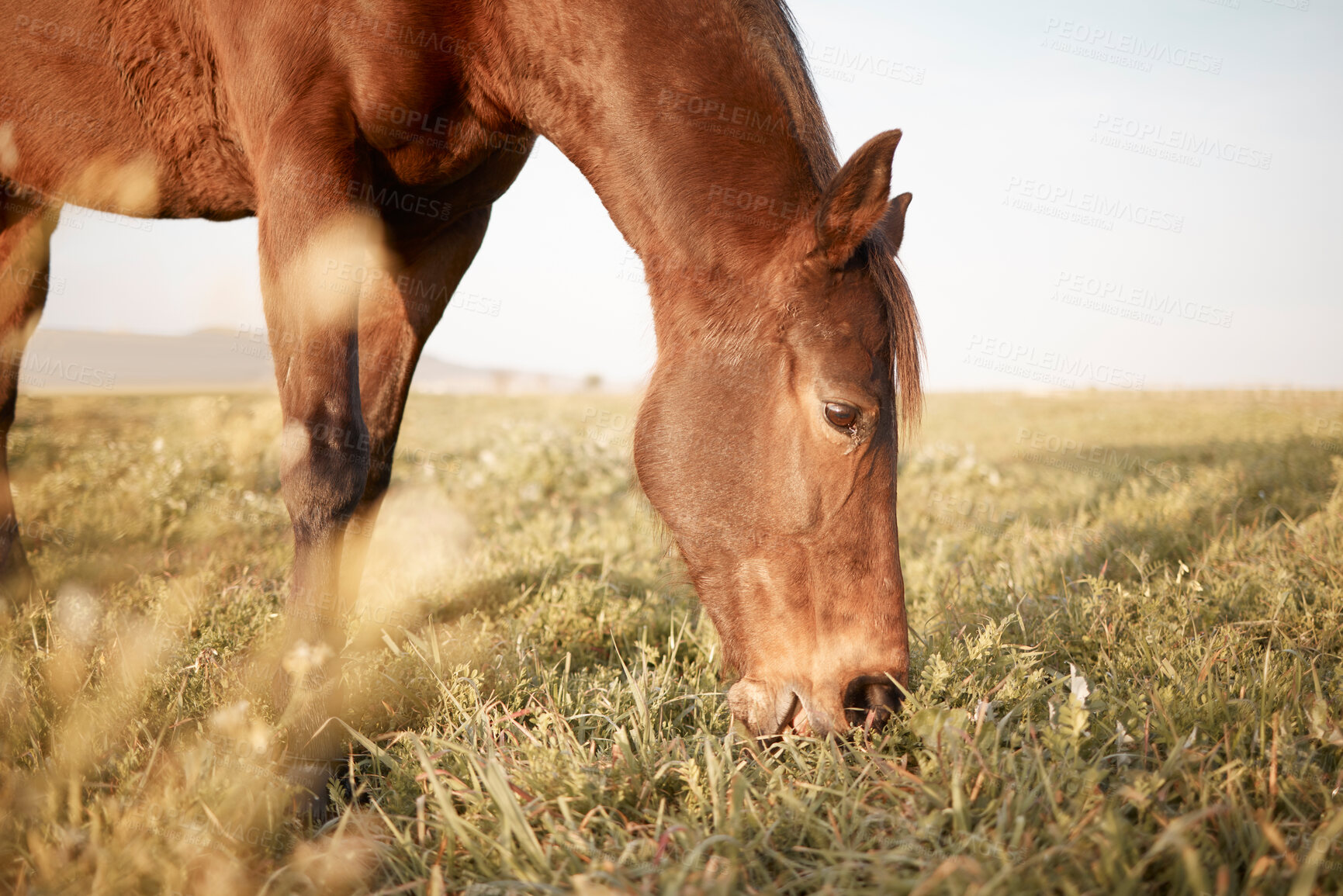 Buy stock photo Natural, horse or eating grass on farm, countryside or nature in with animal in agriculture, ranch or environment. Rural meadow, land or hungry pet stallion on field for wellness, grazing or farming