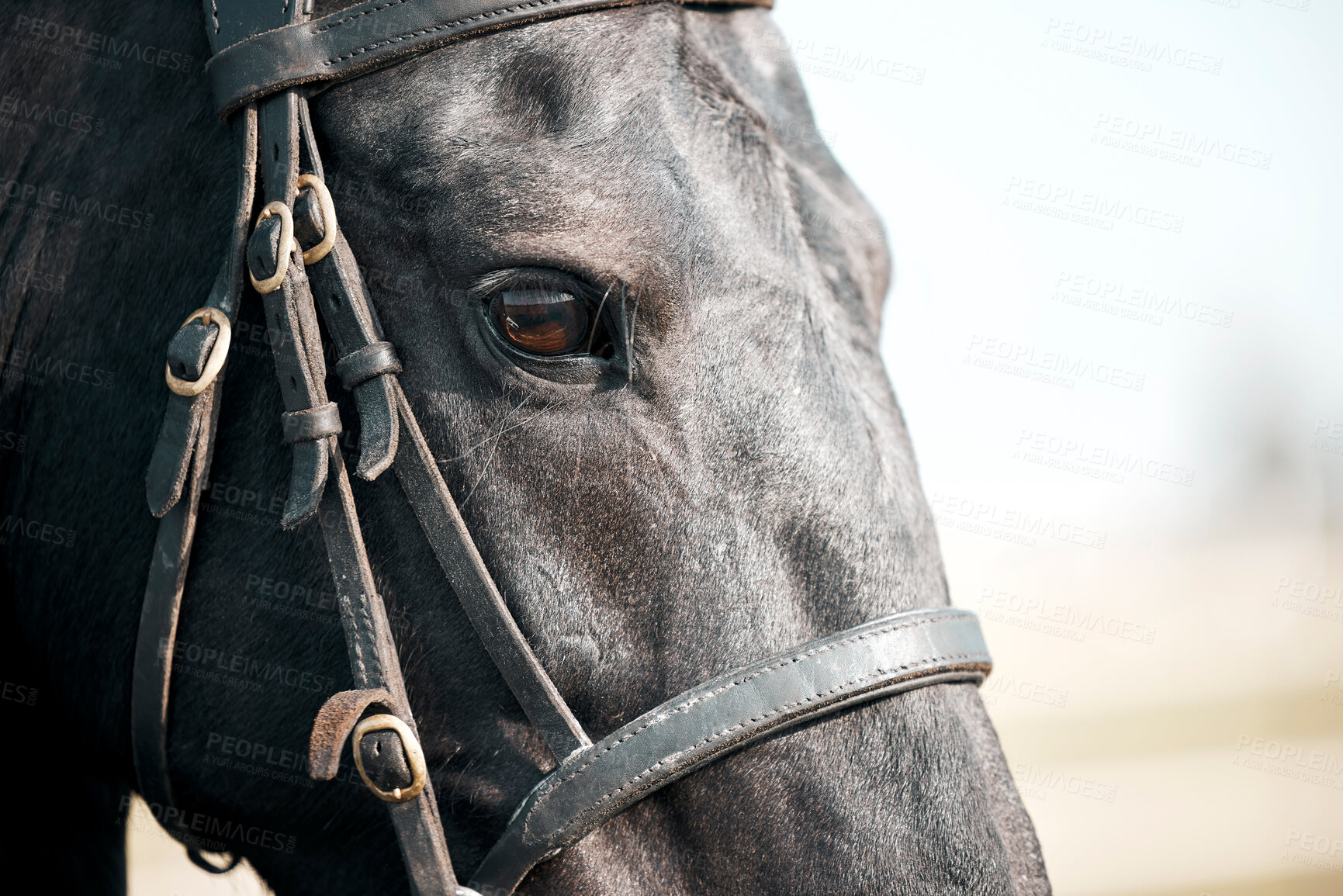 Buy stock photo Closeup, stallion and face on farm for beauty, art deco or black mustang on range. Animal, eye and harness for discipline in horse riding, equestrian or livestock for leisure or sport in countryside