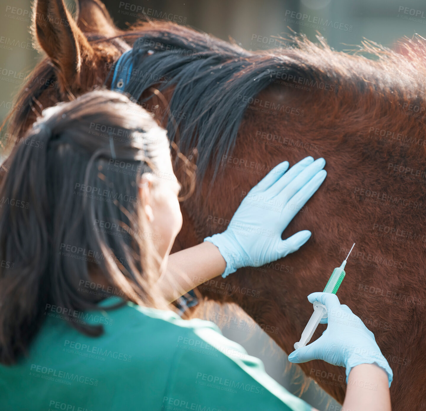 Buy stock photo Hands, horse and injection with a vet on a farm for the treatment or cure of an animal disease. Healthcare, medical and sustainability with a female doctor working on a ranch for veterinary insurance