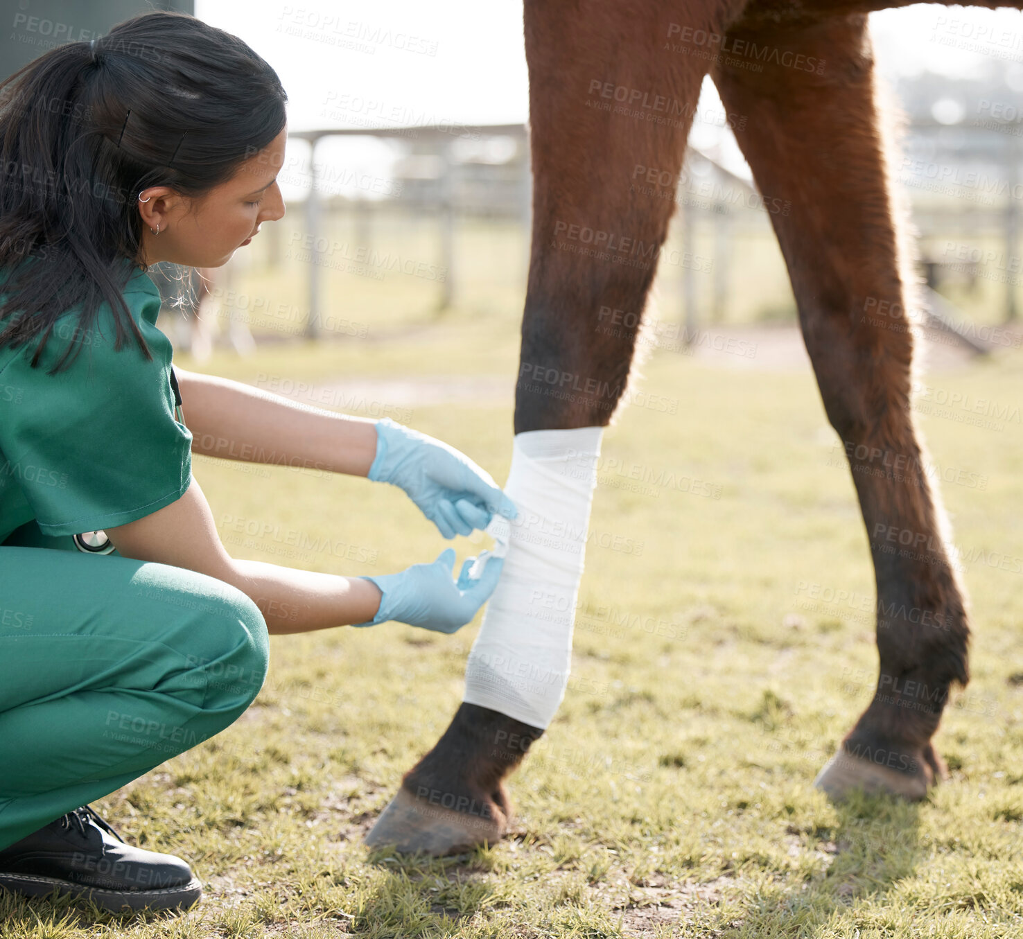 Buy stock photo Veterinarian, horse and leg bandage on farm, medical employee and animal healthcare checkup on ranch. Professional, rehabilitation and injury with veterinary expert, doctor and lameness diagnosis