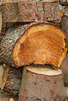 Preparation of firewood for the winter. Stacks of firewood in the forest. Firewood background. Sawed and chopped trees. Stacked wooden logs. 