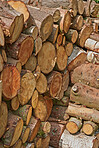 Preparation of firewood for the winter. Stacks of firewood in the forest. Firewood background. Sawed and chopped trees. Stacked wooden logs. 