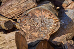 Preparation of firewood for the winter. Stacks of firewood in the forest. Firewood background. Sawed and chopped trees. Stacked wooden logs. 