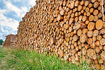 tree logs in forest after clearing of plantation in forest. Raw timber from felling site. Cut trees logs. Stacks of cut wood. Environmetal and illegal deforestation. Logging industry