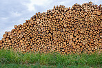 tree logs in forest after clearing of plantation in forest. Raw timber from felling site. Cut trees logs. Stacks of cut wood. Environmetal and illegal deforestation. Logging industry