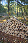 Preparation of firewood for the winter. Stacks of firewood in the forest. Firewood background. Sawed and chopped trees. Stacked wooden logs. 