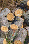 Preparation of firewood for the winter. Stacks of firewood in the forest. Firewood background. Sawed and chopped trees. Stacked wooden logs. 