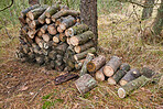 Preparation of firewood for the winter. Stacks of firewood in the forest. Firewood background. Sawed and chopped trees. Stacked wooden logs. 