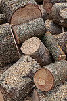 Preparation of firewood for the winter. Stacks of firewood in the forest. Firewood background. Sawed and chopped trees. Stacked wooden logs. 