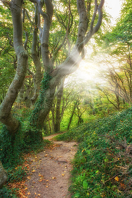 Buy stock photo Hiking path, trail and track leading to green forest or serene, calm and tranquil woods. Sunlight, sunshine and sun rays shining through beech trees with growing ivy plants in a remote nature reserve