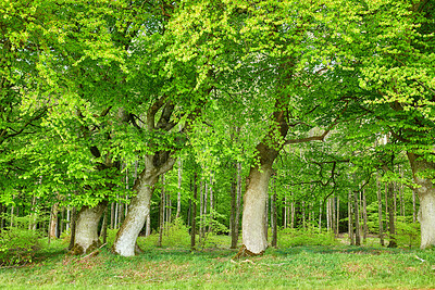 Buy stock photo Beautiful, relaxing view of green forest with lush branches and vibrant trees. Beauty in nature with calming leaves in the woods. Outdoor soothing views of quiet, peaceful nature in harmony with zen