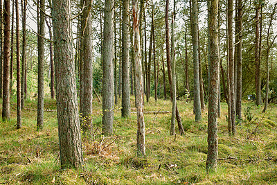 Buy stock photo Beautiful, relaxing and lush forest trees and green grass in nature during spring. Landscape view of wild uncultivated agriculture in the woods. A natural calm environment with tall trees outdoors