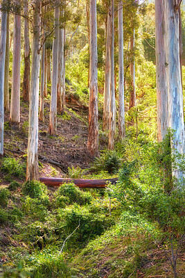 Buy stock photo Wild, bush and green forest view of trees on a sunny day. Summer nature landscape in remote location with natural environment as background and copy space. Plants growing free among tall tree trunks