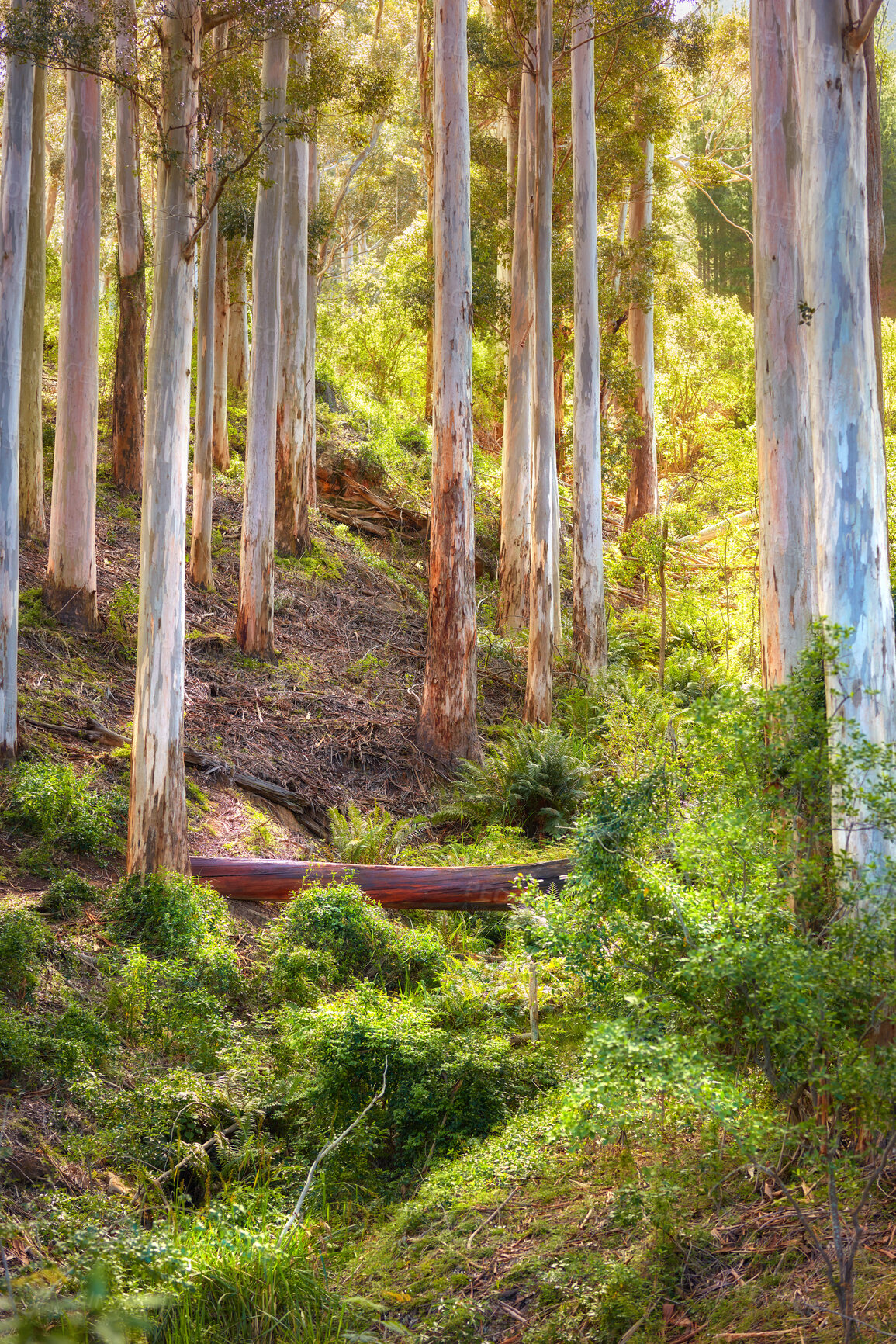 Buy stock photo Wild, bush and green forest view of trees on a sunny day. Summer nature landscape in remote location with natural environment as background and copy space. Plants growing free among tall tree trunks