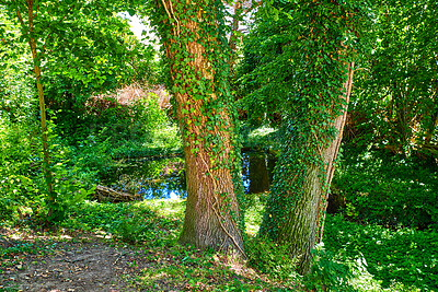 Buy stock photo Beautiful, relaxing and calm forest trees and lush green grass in nature with lake water in the background on a sunny day. Landscape view of vegetation, agriculture and plants in the woods outdoors