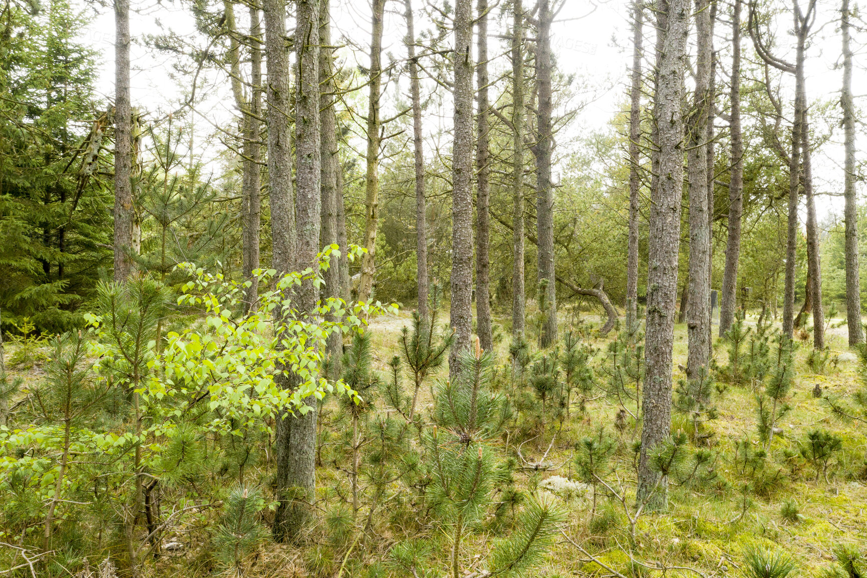 Buy stock photo Trees, plants and greenery on a forest, field or land in the countryside in summer. Landscape, beautiful and peaceful view of vegetation and grass in a natural environment, woods or woodland