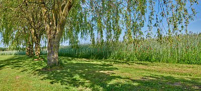 Buy stock photo Beautiful, natural park landscape of a field, big trees and tall plants. Outdoor nature landscape view with flowers on a perfect summer day. A large tree outside casting a shadow on the grass.