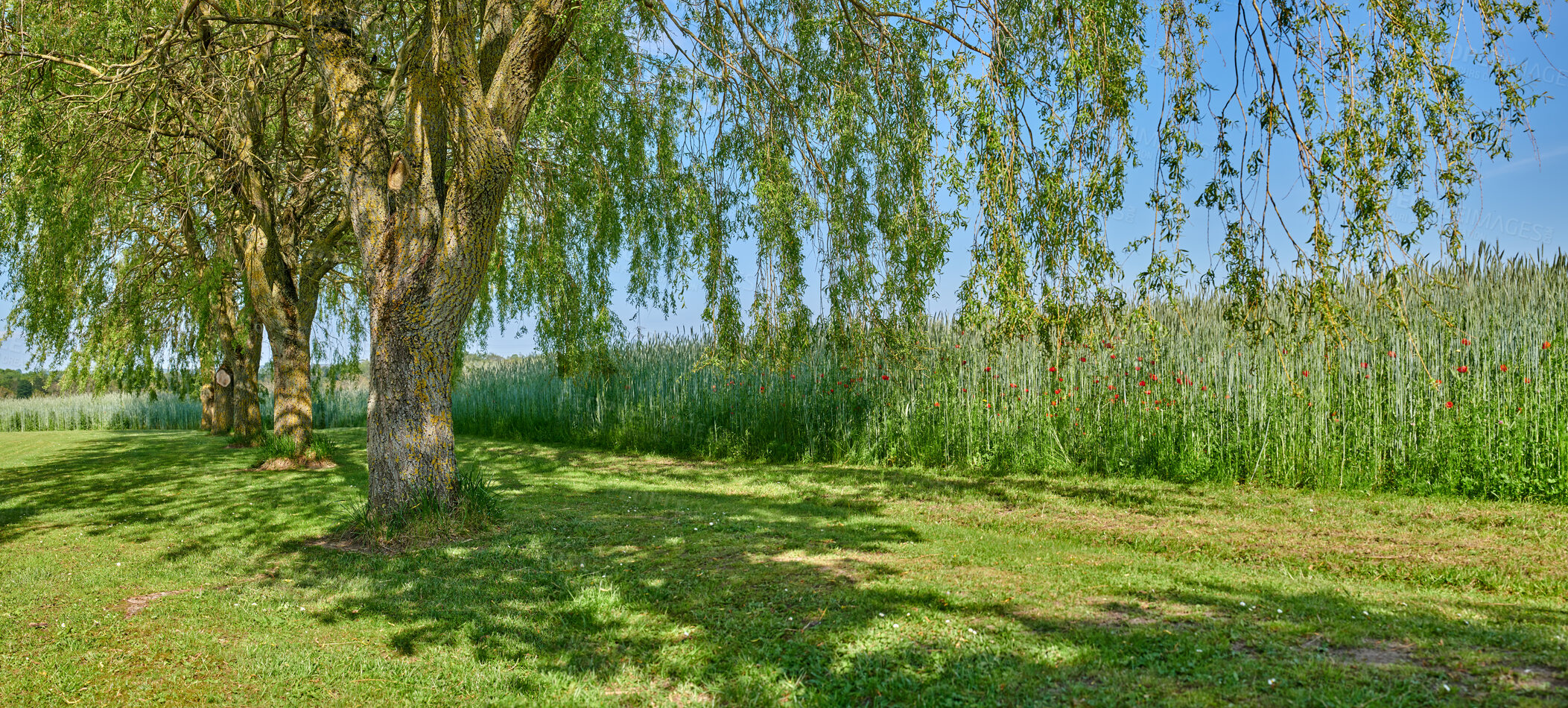 Buy stock photo Beautiful, natural park landscape of a field, big trees and tall plants. Outdoor nature landscape view with flowers on a perfect summer day. A large tree outside casting a shadow on the grass.