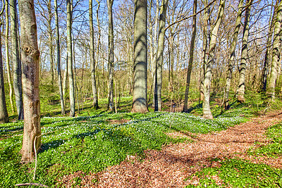 Buy stock photo Many tall slim trees in a quiet, serene forest on a sunny day. Bare branches on tree trunk in peaceful park with relaxing, soothing views of nature in harmony. Zen woodland with beauty and fresh air