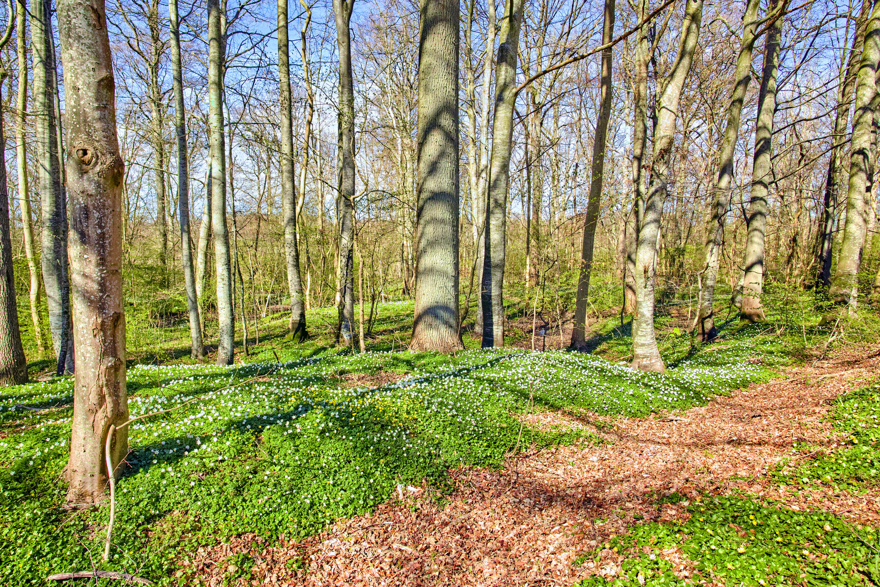 Buy stock photo Many tall slim trees in a quiet, serene forest on a sunny day. Bare branches on tree trunk in peaceful park with relaxing, soothing views of nature in harmony. Zen woodland with beauty and fresh air