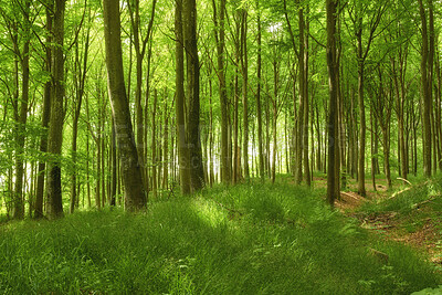 Buy stock photo Beautiful, bright and colorful forest with lush green trees, plants and grassy meadow in spring with a footpath to explore nature. Natural landscape view of peaceful woods scenery in an empty park