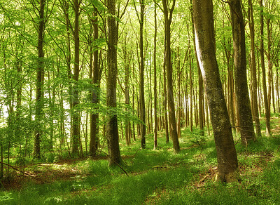 Buy stock photo Beautiful, large and green trees in a forest landscape on a summer day outside in nature. Outdoor park view of tall grass and plants. Natural, peaceful and relaxing outdoors with growing plant life