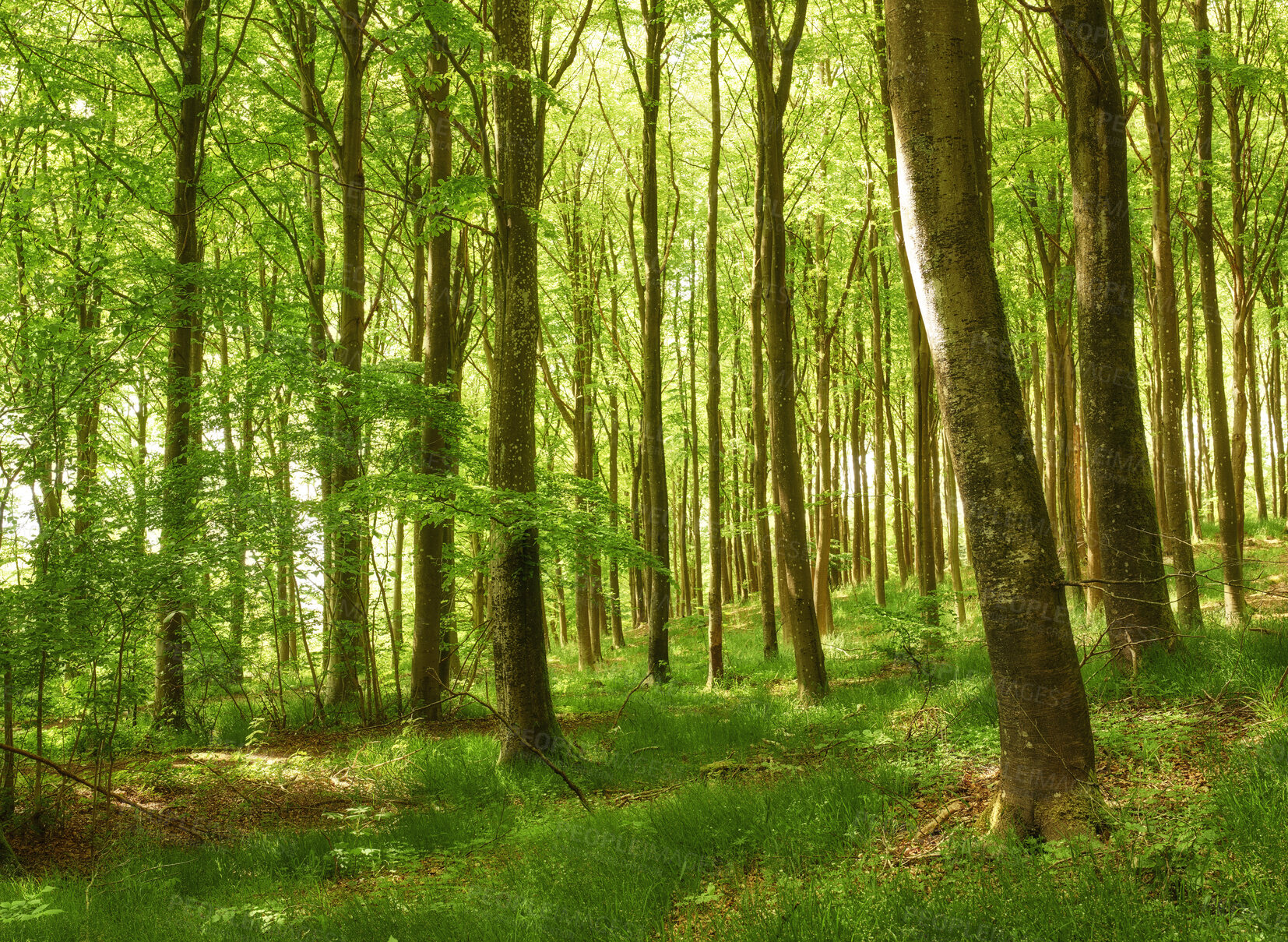 Buy stock photo Beautiful, large and green trees in a forest landscape on a summer day outside in nature. Outdoor park view of tall grass and plants. Natural, peaceful and relaxing outdoors with growing plant life