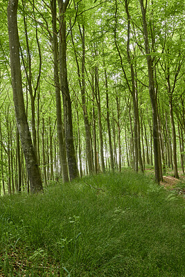 Buy stock photo Beautiful, large and green trees in a forest landscape on a summer day outside in nature. Outdoor park view of tall grass and plants. Natural, peaceful and relaxing outdoors with growing plant life.