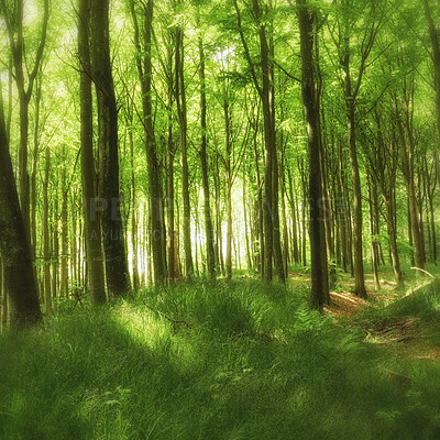 Buy stock photo Beautiful, large and green trees in a big forest landscape in spring. Outdoor park view with grass and plant life. Relaxing day outside in nature with natural light shining through tree leaves.