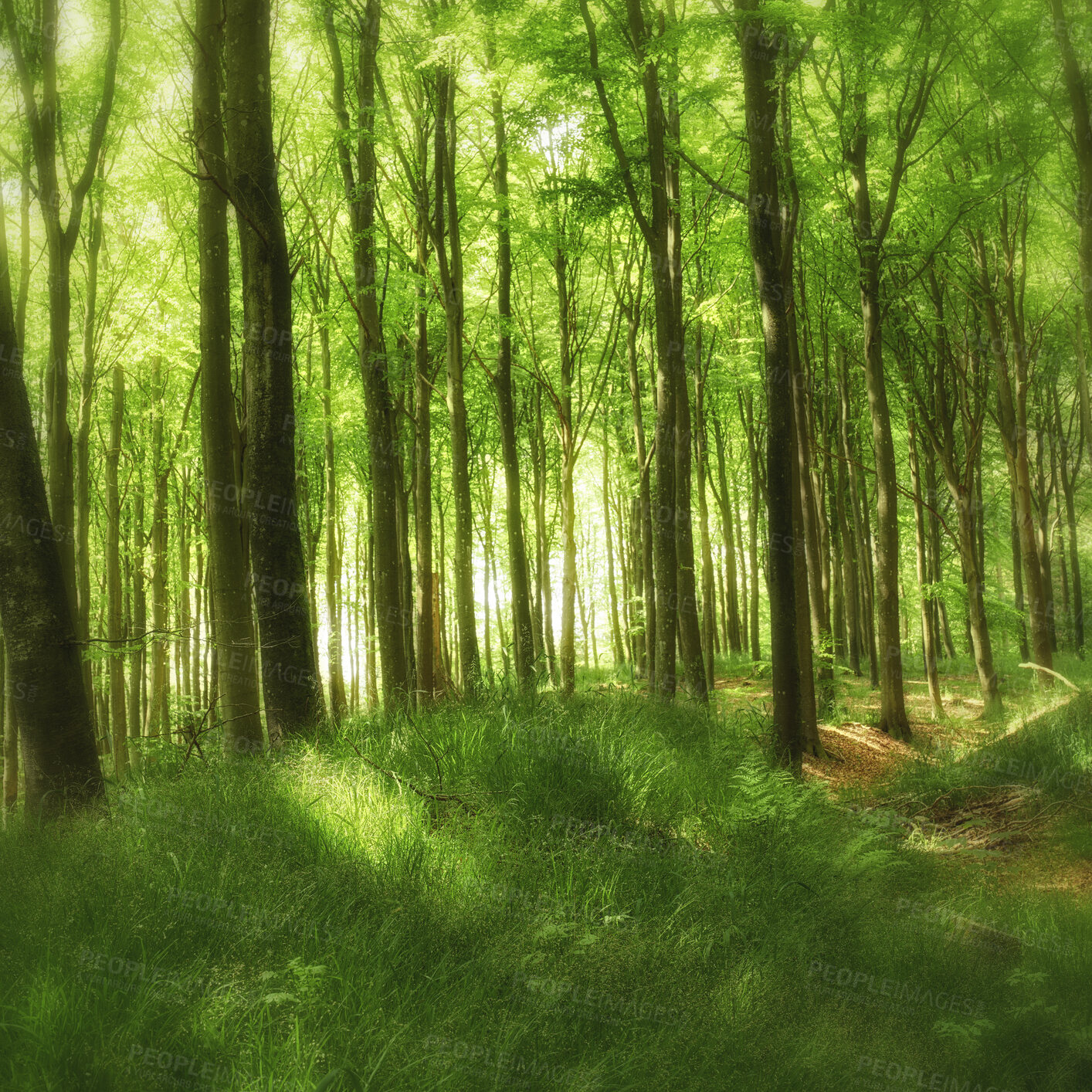 Buy stock photo Beautiful, large and green trees in a big forest landscape in spring. Outdoor park view with grass and plant life. Relaxing day outside in nature with natural light shining through tree leaves.