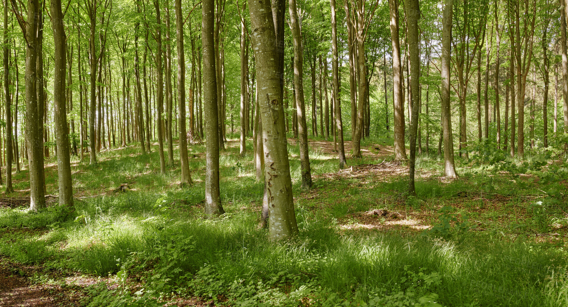 Buy stock photo Big, beautiful and green forest with large trees in a natural landscape on a spring day.  Outdoor view of grass and plant life in nature. Light shining through tree leaves in a relaxing park outside.