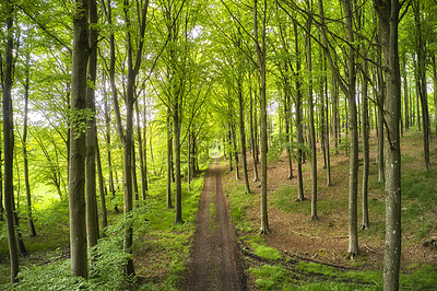 Buy stock photo Old dirt road in a forest with lush magical and green wilderness of vibrant trees growing outside. Peaceful nature landscape of endless woodland with empty and quiet path to explore on adventure