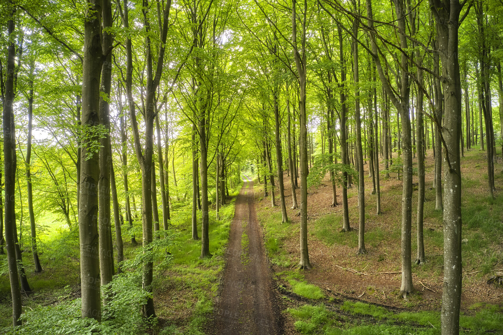 Buy stock photo Old dirt road in a forest with lush magical and green wilderness of vibrant trees growing outside. Peaceful nature landscape of endless woodland with empty and quiet path to explore on adventure