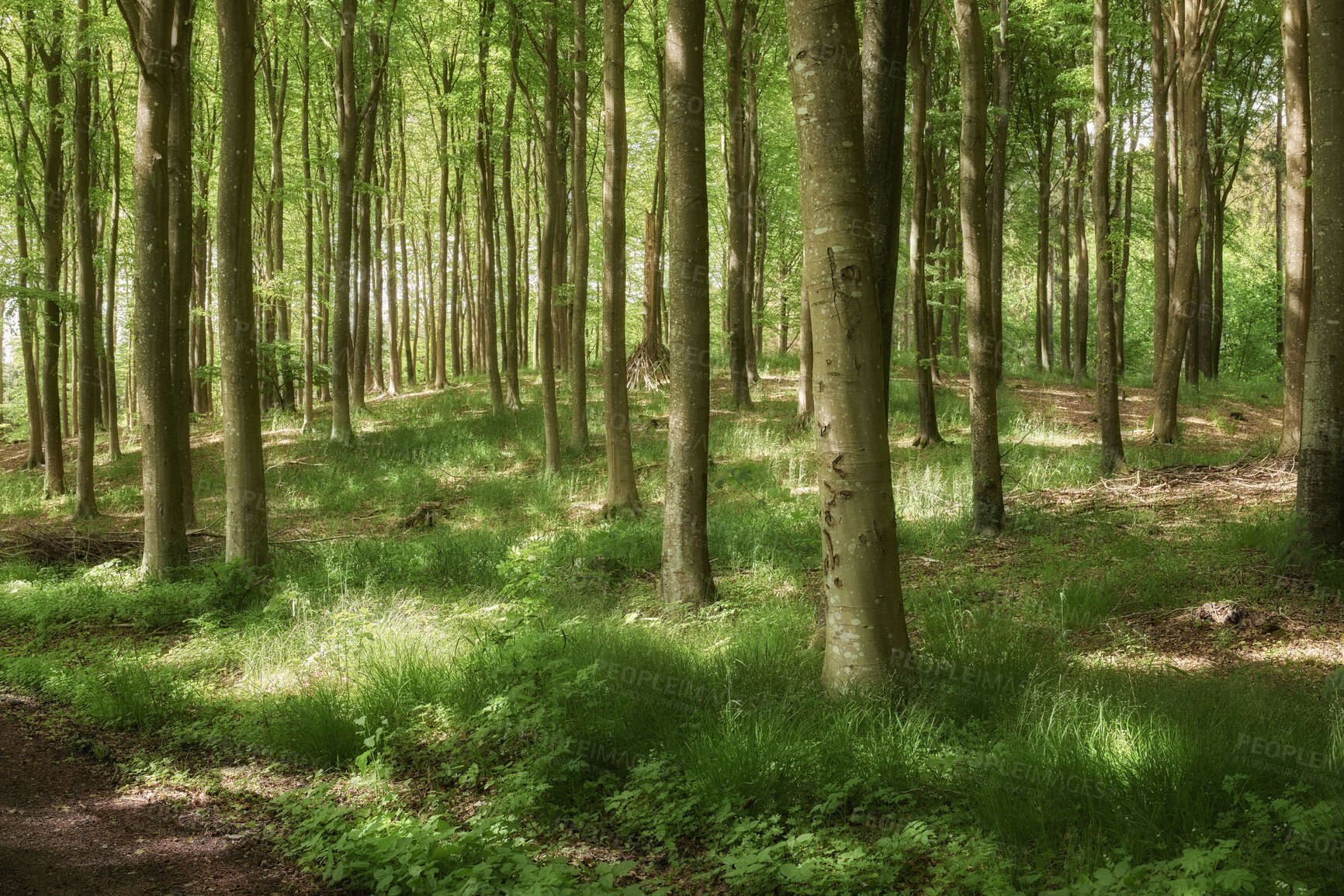 Buy stock photo Quiet forest on a fresh beautiful morning, many tall trees growing on a sunny day. Calming, peaceful nature in harmony with zen and soothing ambience. Tranquil, silent wood landscape 