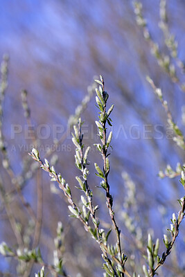 Buy stock photo Closeup of a flower in nature and spring time with blue sky background. Beautiful, isolated flowering willow plant grows in the day in the garden. Natural seasonal change bringing about new life