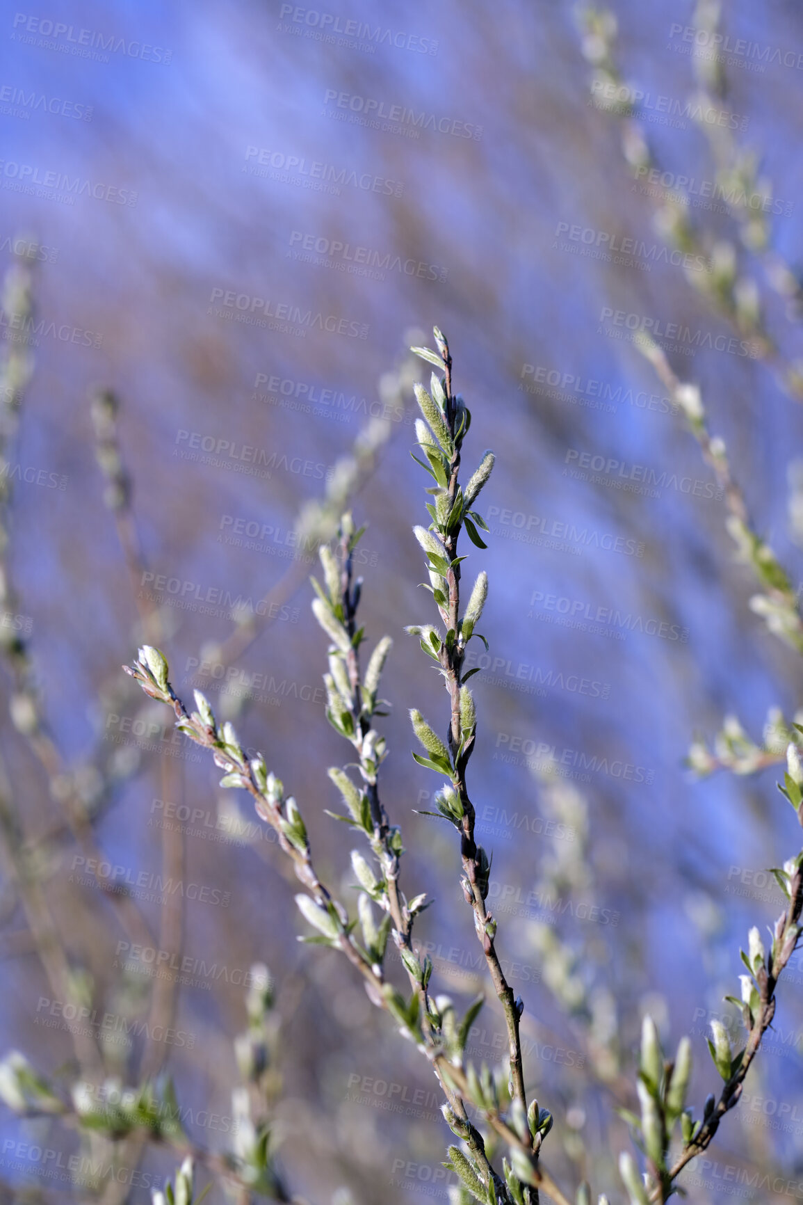 Buy stock photo Closeup of a flower in nature and spring time with blue sky background. Beautiful, isolated flowering willow plant grows in the day in the garden. Natural seasonal change bringing about new life