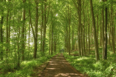 Buy stock photo Scenic, beautiful and relaxing view of a lush green forest in springtime with tall trees, branches and fresh air along a path. Peaceful morning in the countryside, nature in harmony on a quiet day